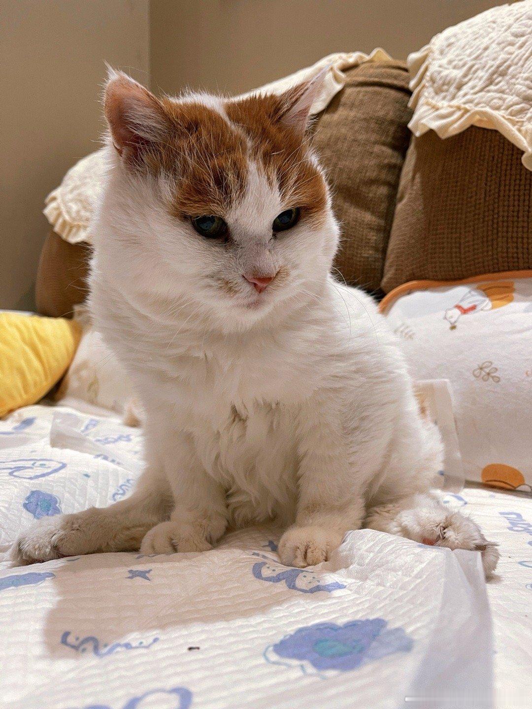 给情人姨姨们看劈叉小猫 