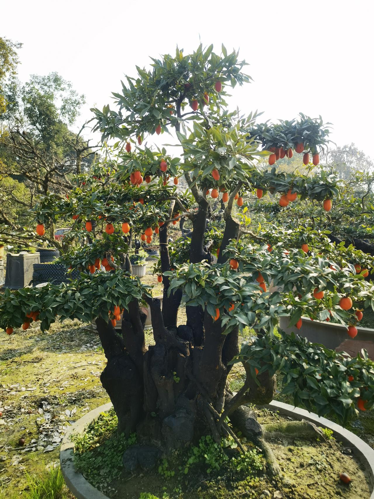 分享一张你手机里最近拍的风景照太漂亮了，这是盆景种植园的盆景，有大中小各种规格，
