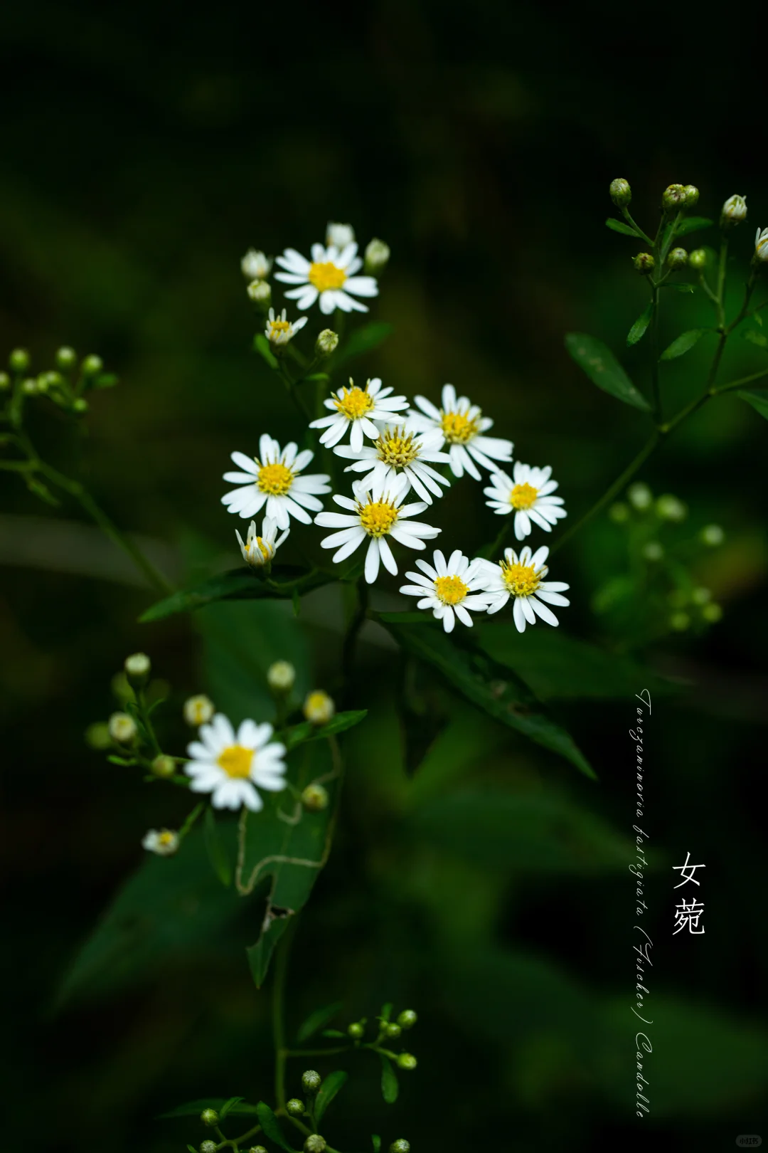 女菀