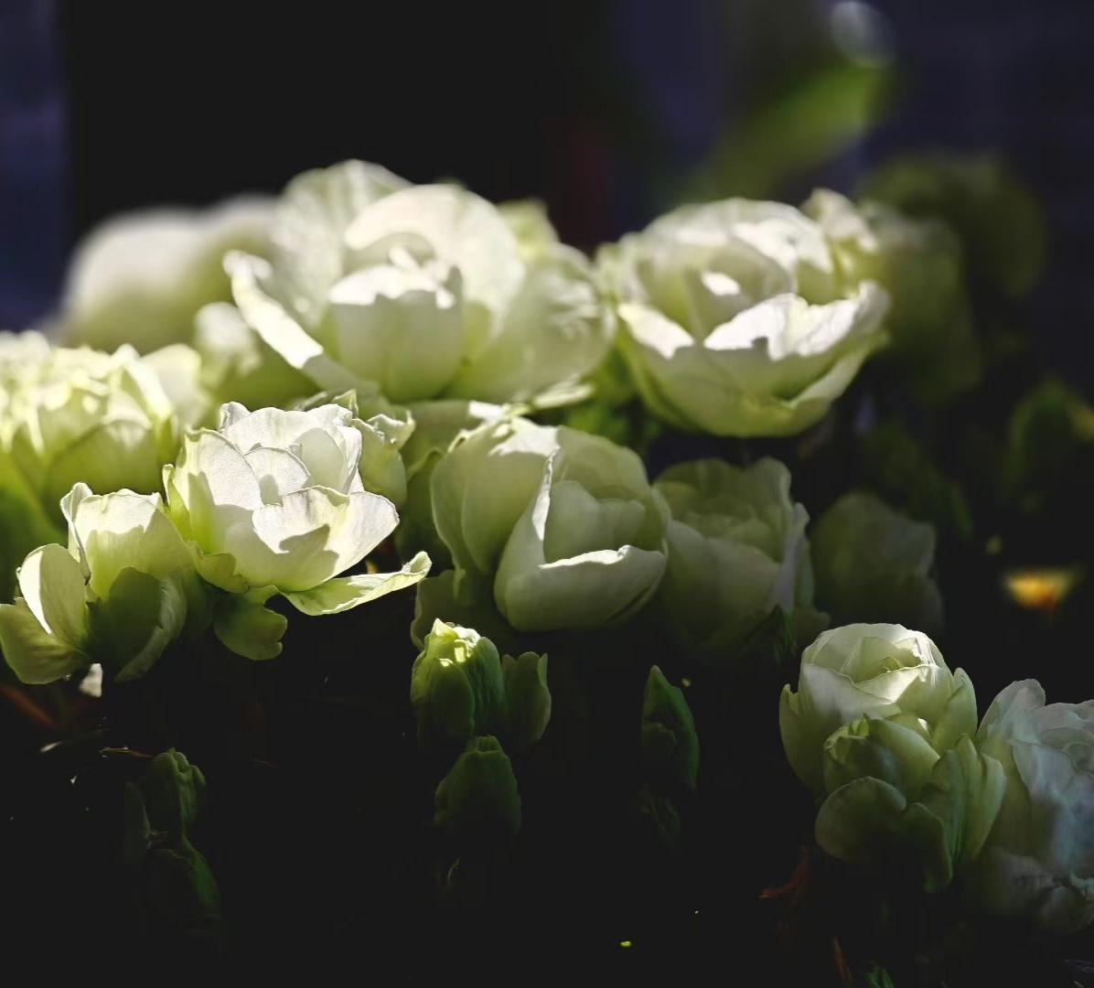 晒晒你随手拍的花朵光影落于花间，素白藏尽温柔，清风拂过，皆是岁月静好。