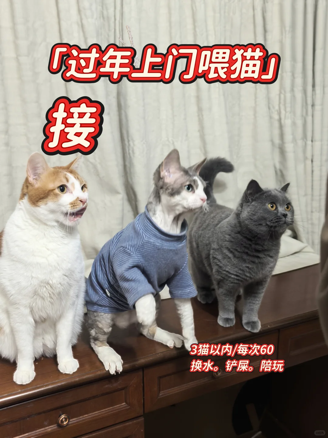 春节喂猫～普陀铜川路真如路附近