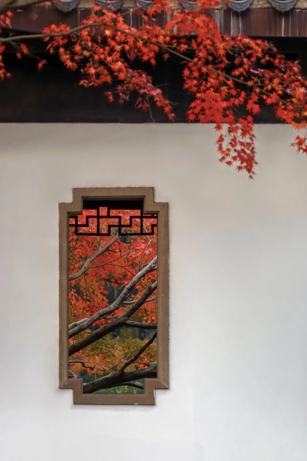 曲院“枫”荷