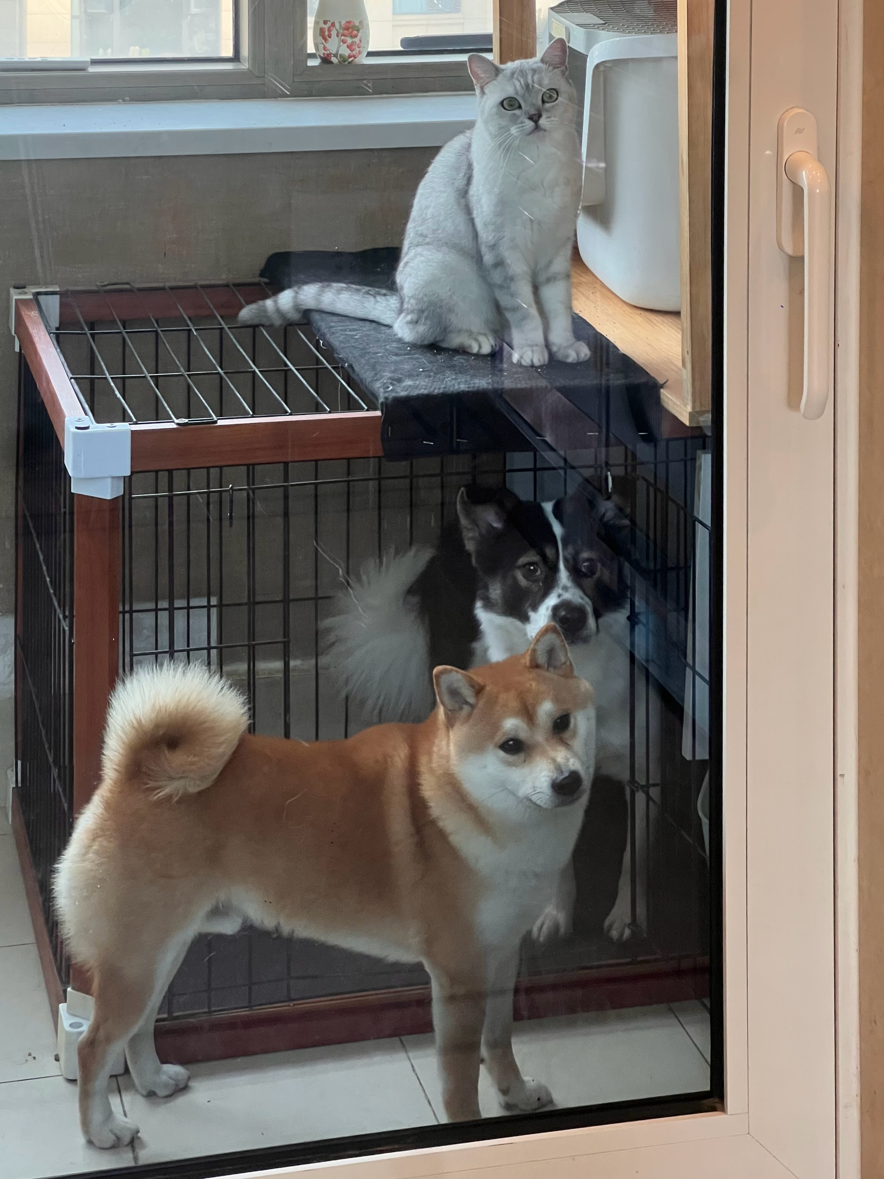 这两天小雷家毛豆来我家旅游，我们有事出去的时候就把他们关阳台，于是出门前就会看到