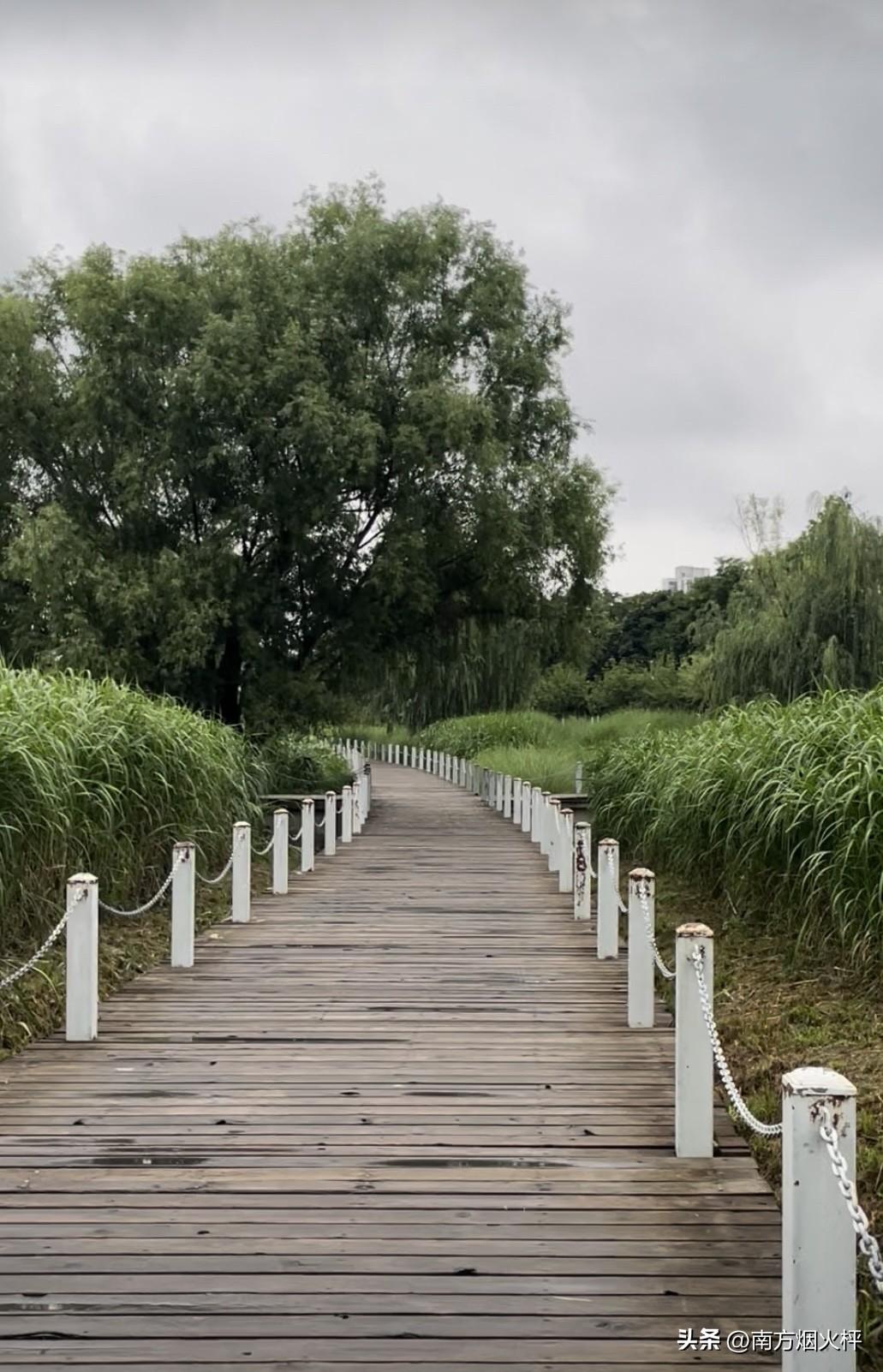夏日绿植随手拍，步道、柳树、芦苇，都是那么美！