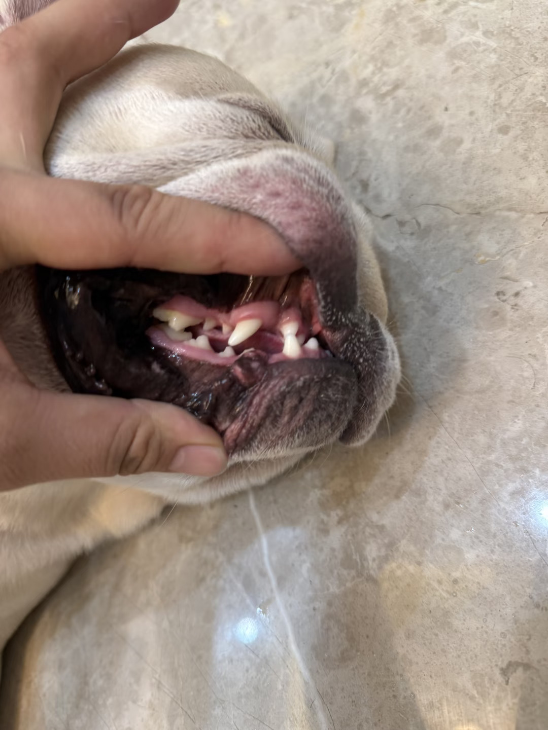 憨憨的六年牙齿日记