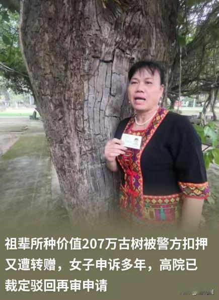 海南，一女子的种了一颗价值207万的百年重阳树，却在夜里被人连根拔走，女子赶紧报