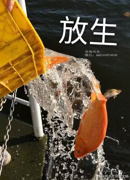 放生鱼的选择和数量可以根据不同的标准来决定，以下是综合信息给出的建议：放生鱼的选