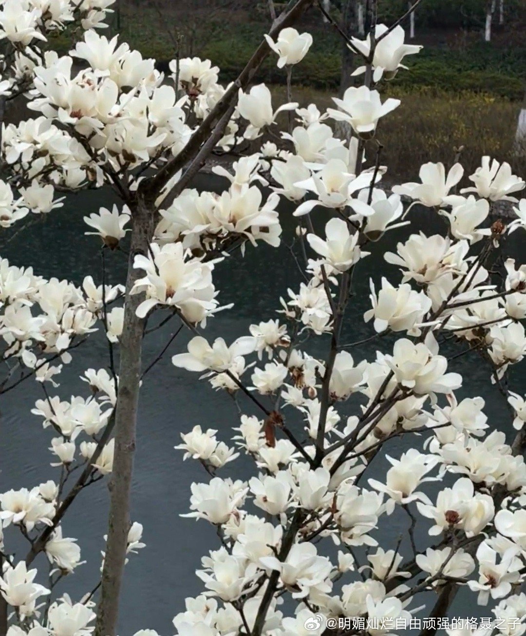 总有花开，在时光的脚步中，在心田的阳光里。 