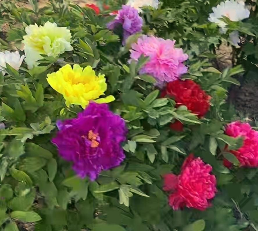 谁有花草照片，可以晒下吗唯有牡丹真国色，花开时节动京城。