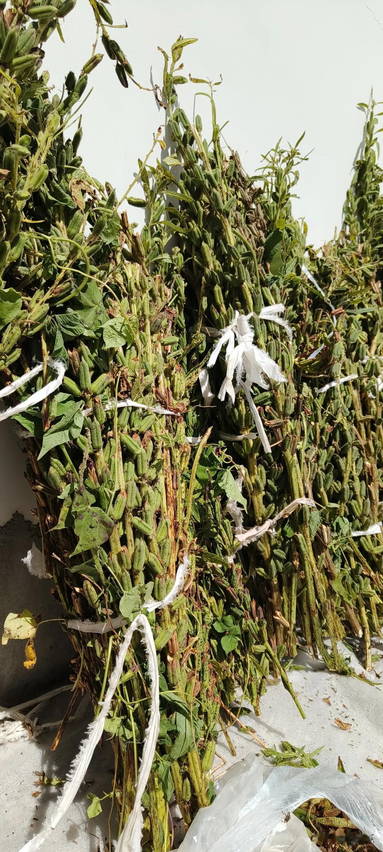 收获之秋
上周刚帮家里人把花生收回家，这不今天又马不停蹄地去地里把芝麻收了回来。