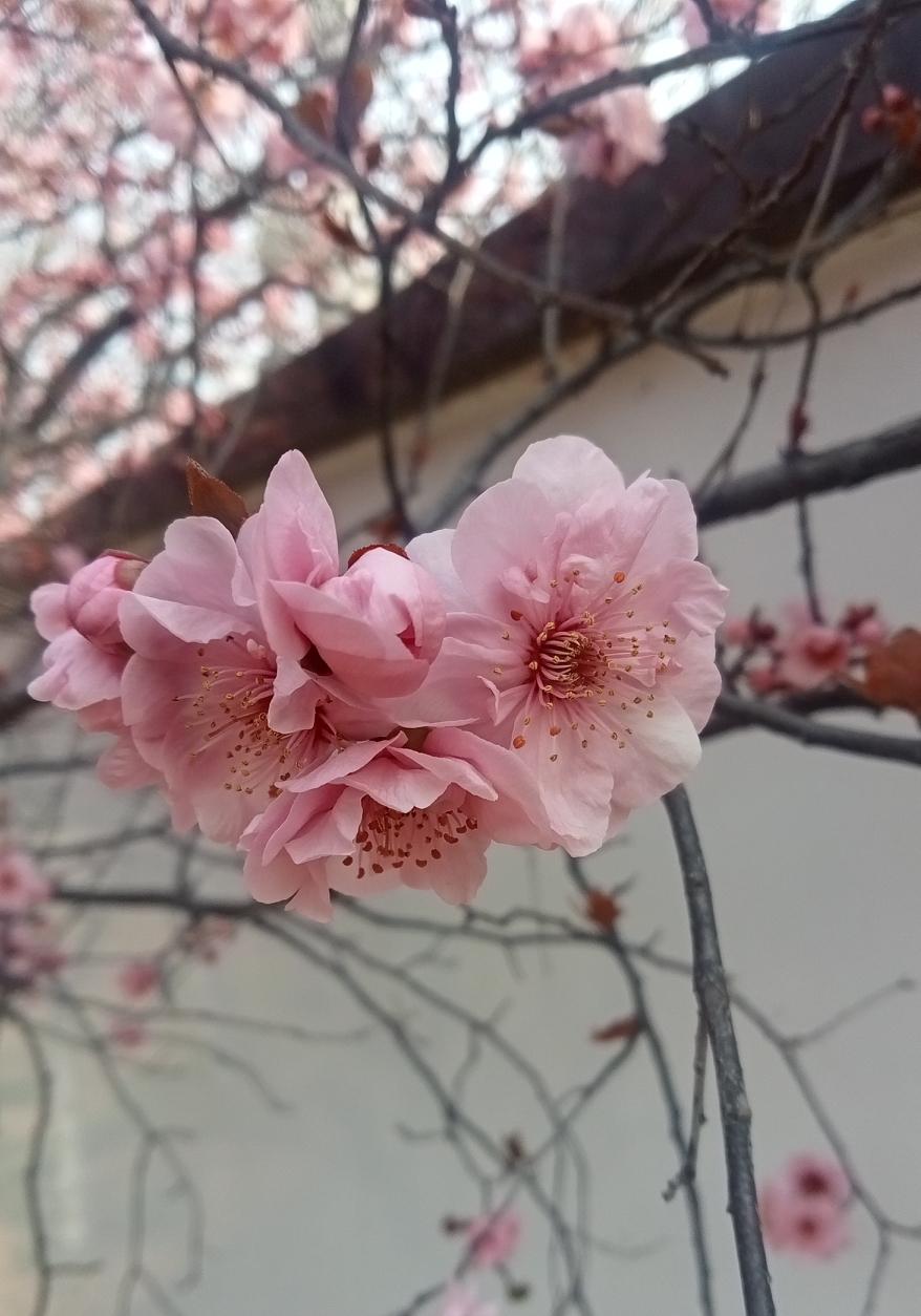 今日赏花，随手拍。