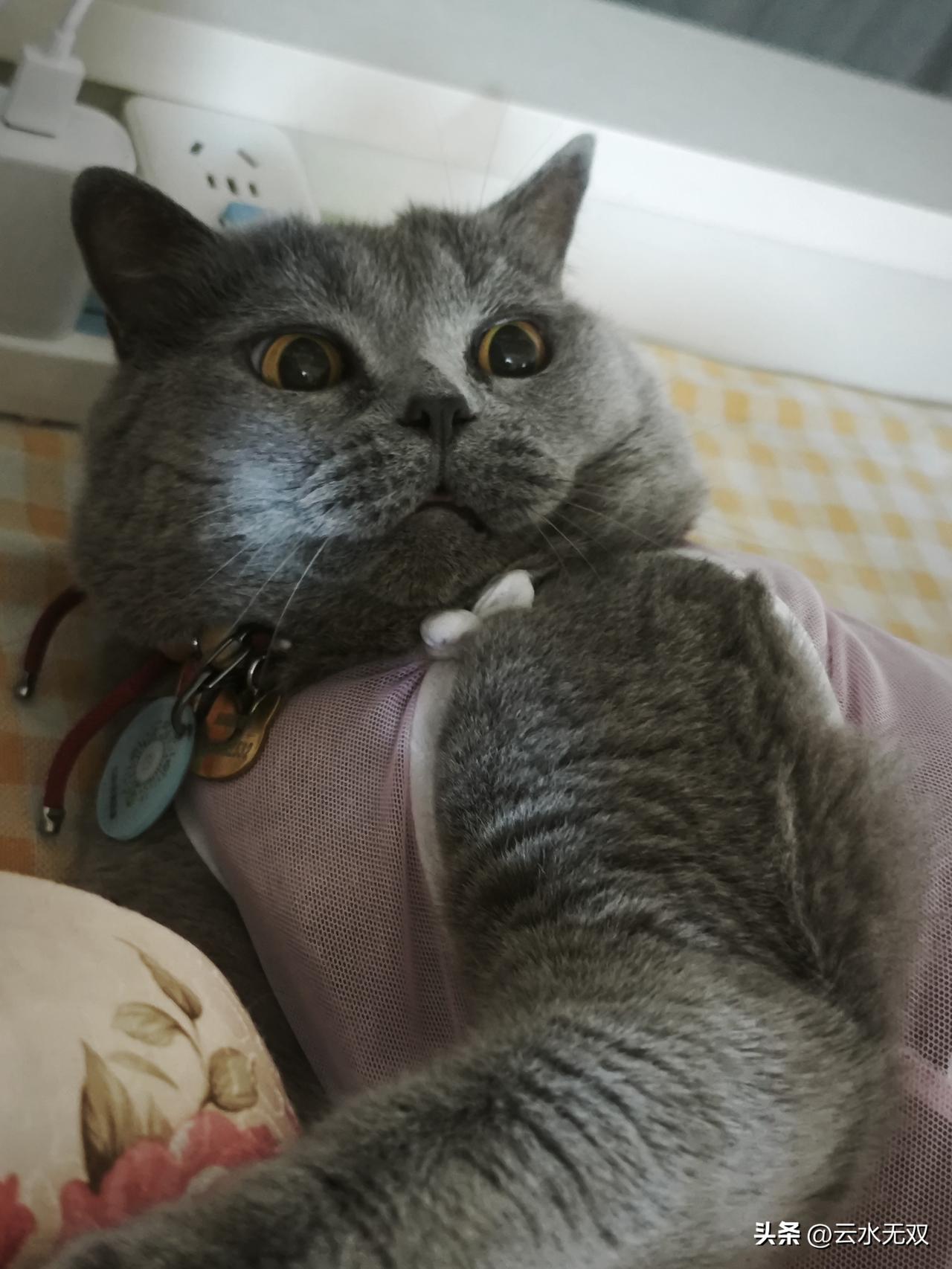 记录我的2026听人说蓝猫很吃相机，确实是，很难拍的好看，可能是颜色的缘故，但其