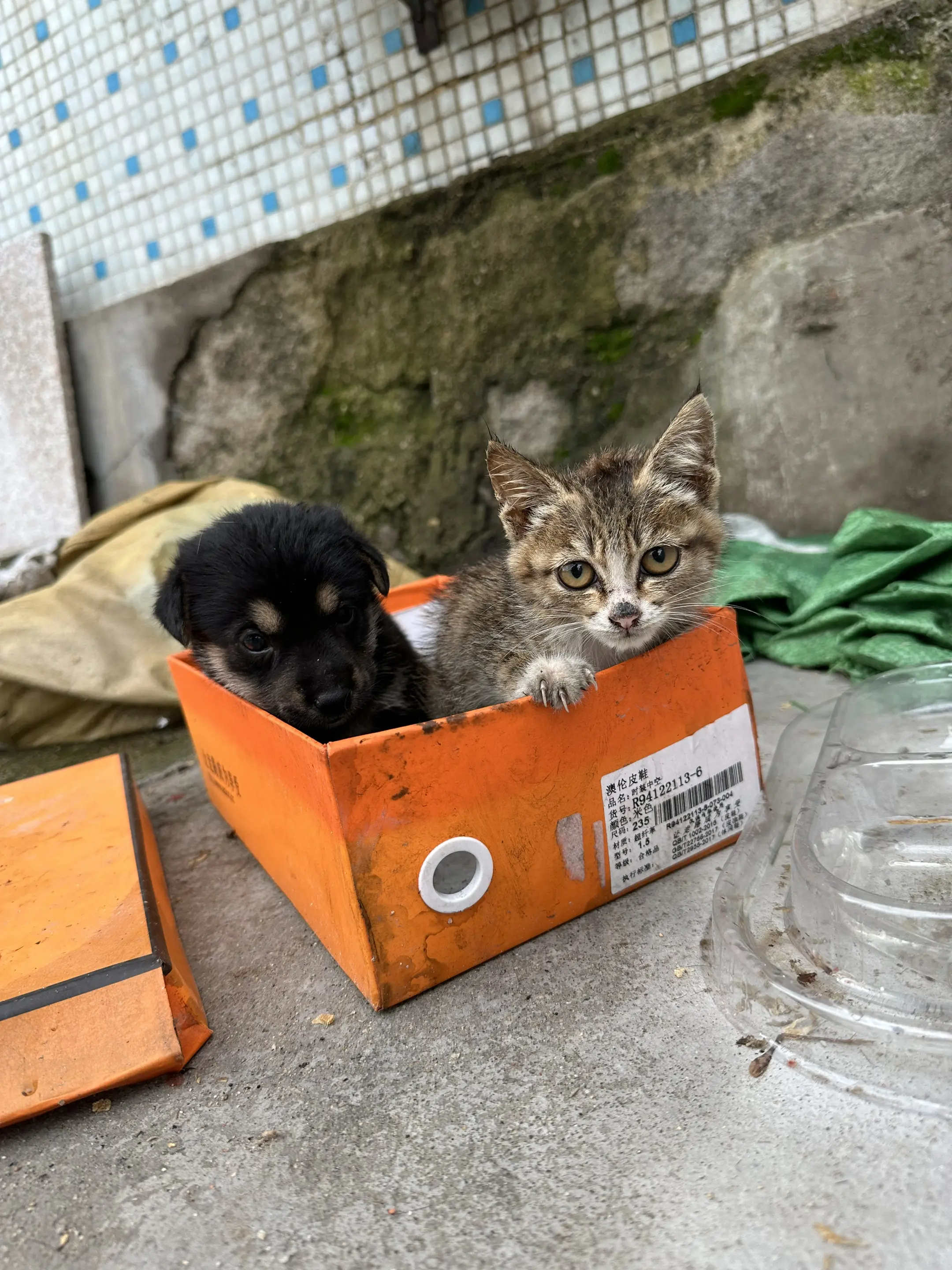 猫和狗同时被遗弃理发店门口！