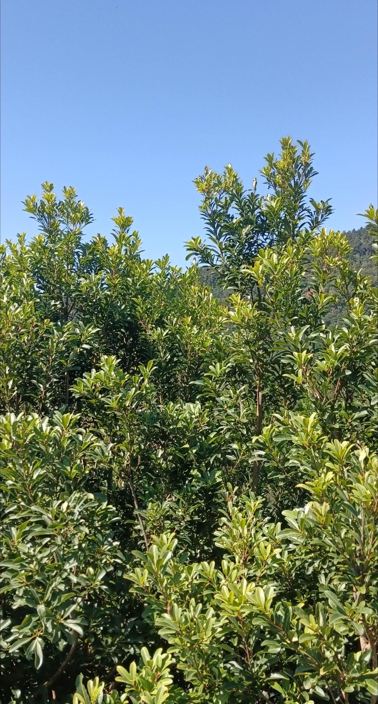 启动，
移栽
已定！
