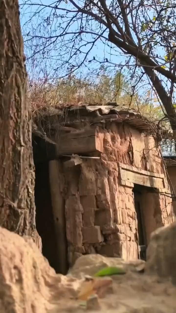 大潘庄三棵古树。