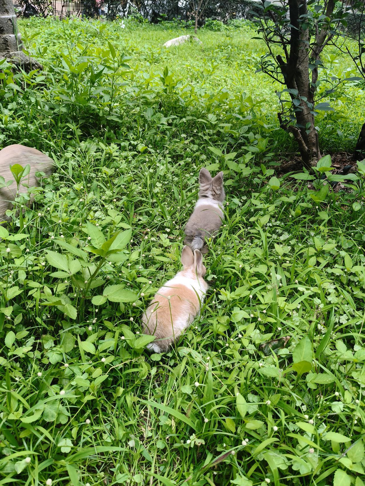 真心话茶局在养猫和养狗的选择上，我选择了养兔子。