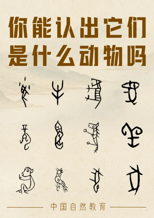 原来动物是行走的甲骨文呀～