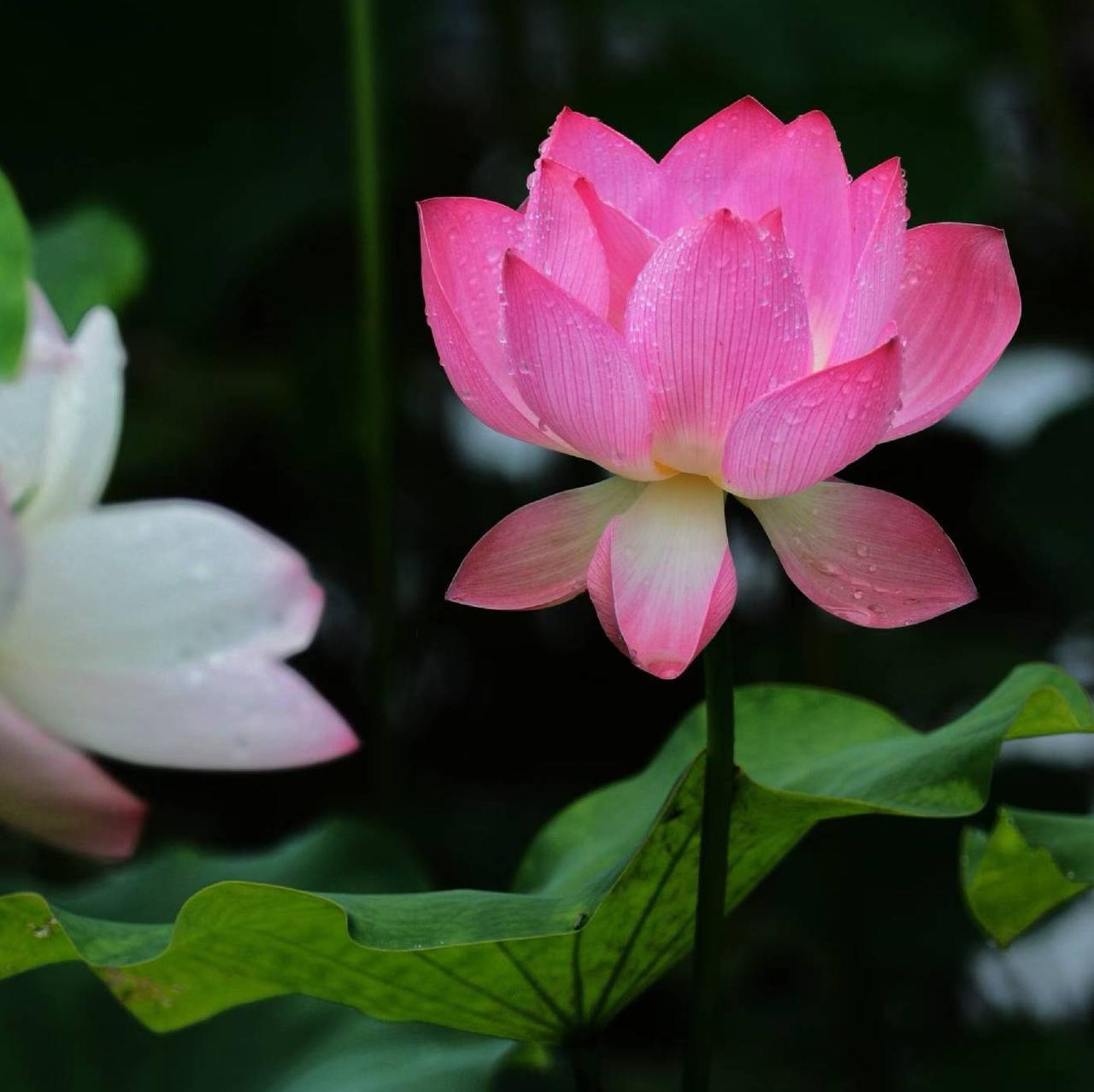 早安！
因“荷”而来，又摄夏荷……