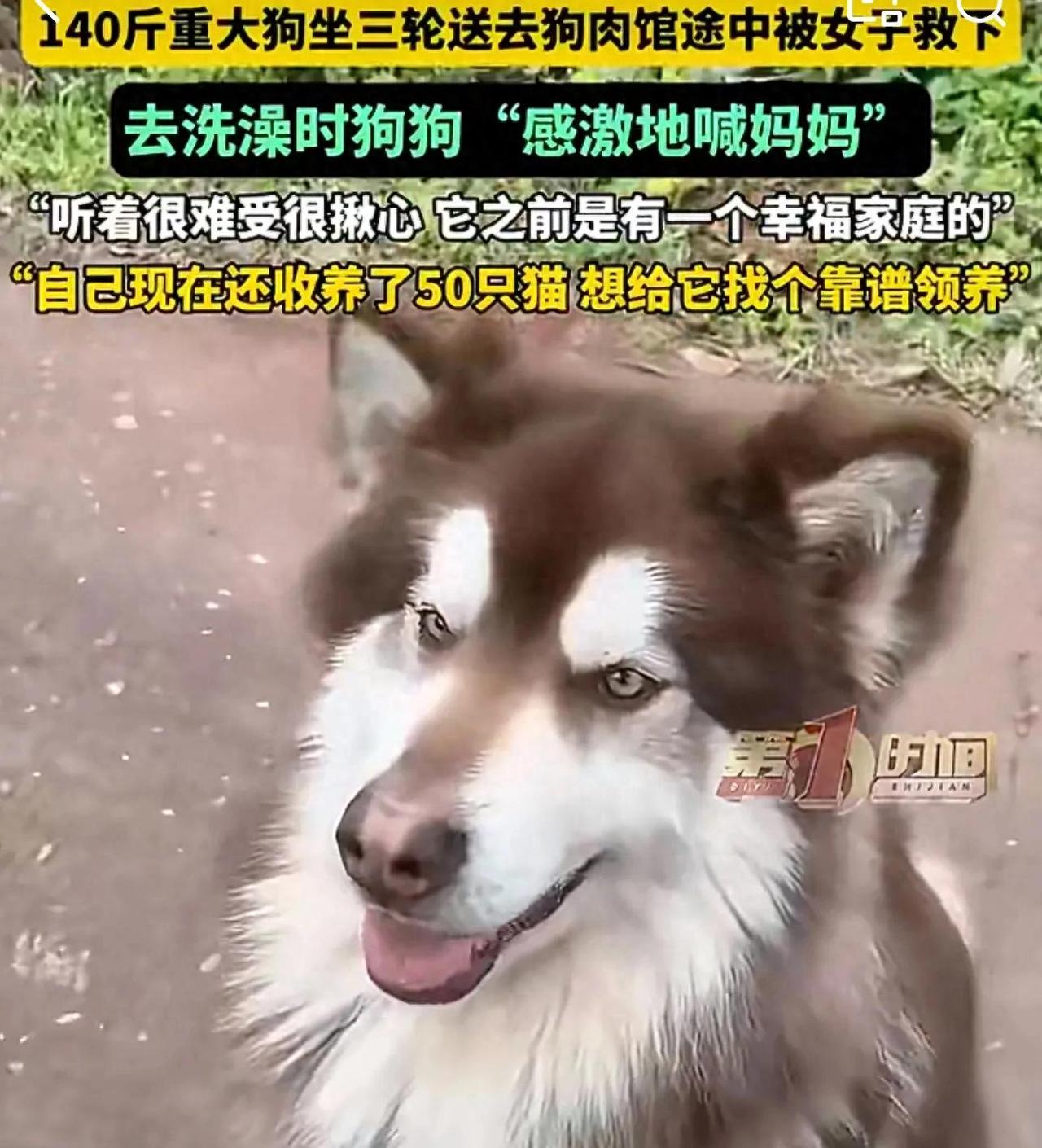 看哭了，重庆，女子偶遇一辆三轮车拉着一只狗狗去狗肉馆，她驱车追赶，花600元将其