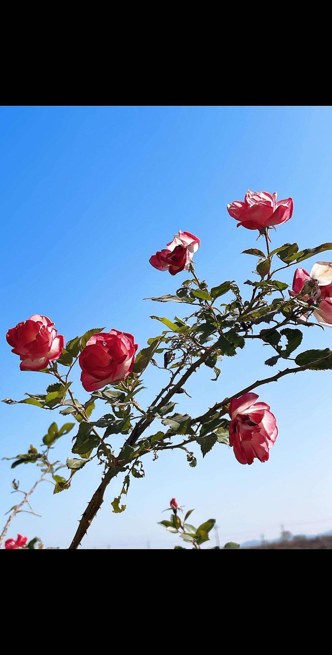 原创视频 祝刷到的朋友开心快乐每一天🌹