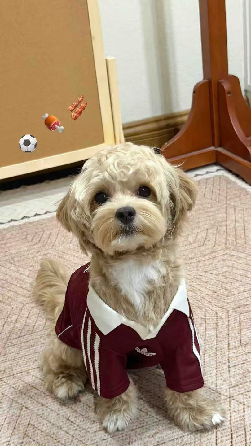 李现 为什么狗狗都有李现为世界杯开球 同款，而我没有？ 