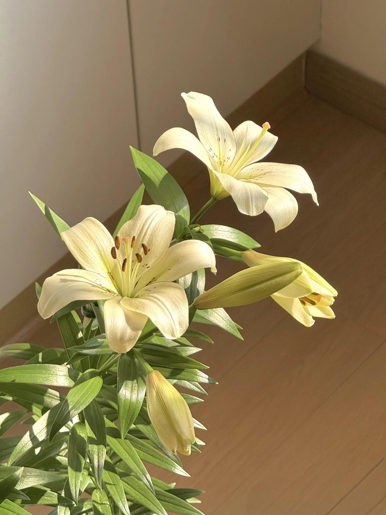 今天在亲戚群里看到三姨去唱戏了，自从表妹离开以后，三姨看上去老了很多，整天躲在家