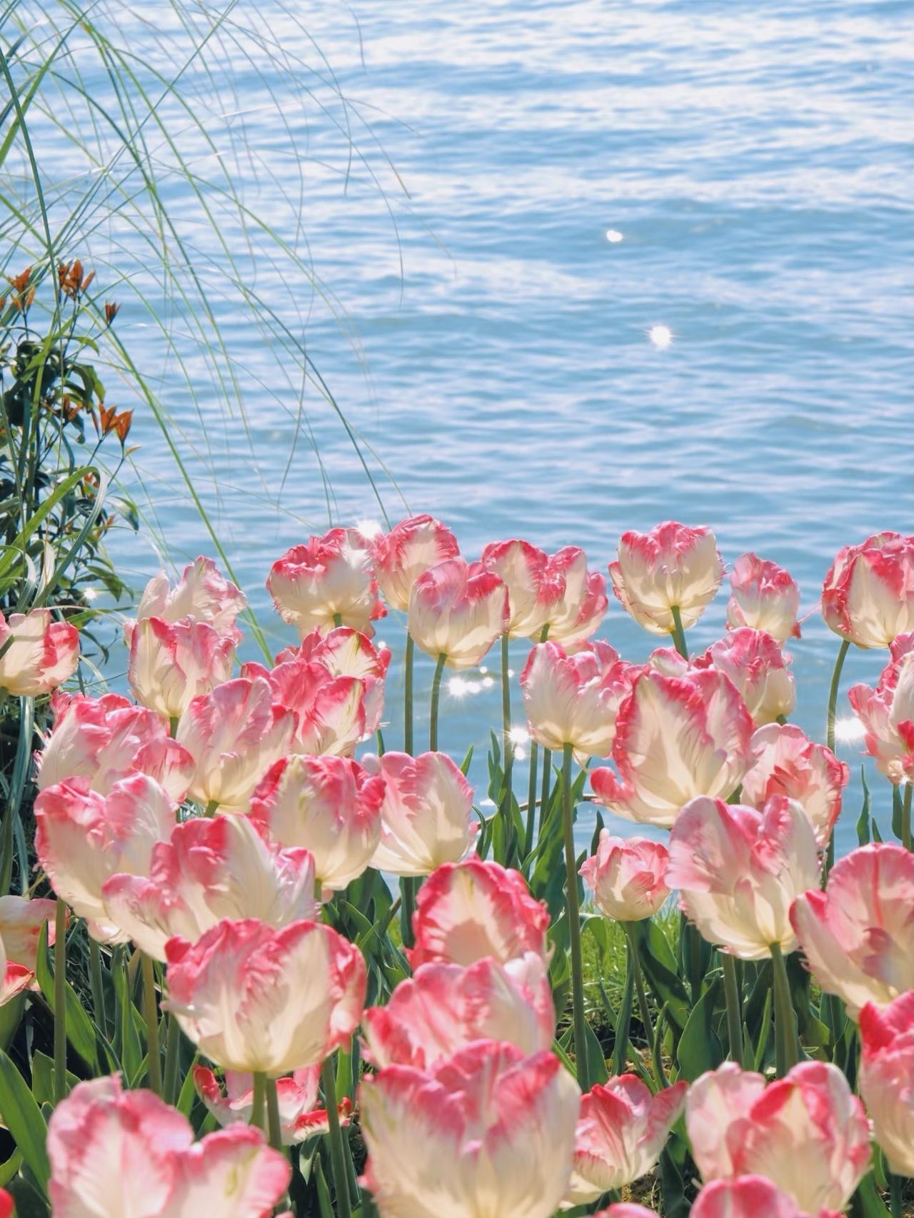 🌷郁金香真的是超美的花！
那一片片五彩斑斓的郁金香，
红的似火，粉的像霞，紫的