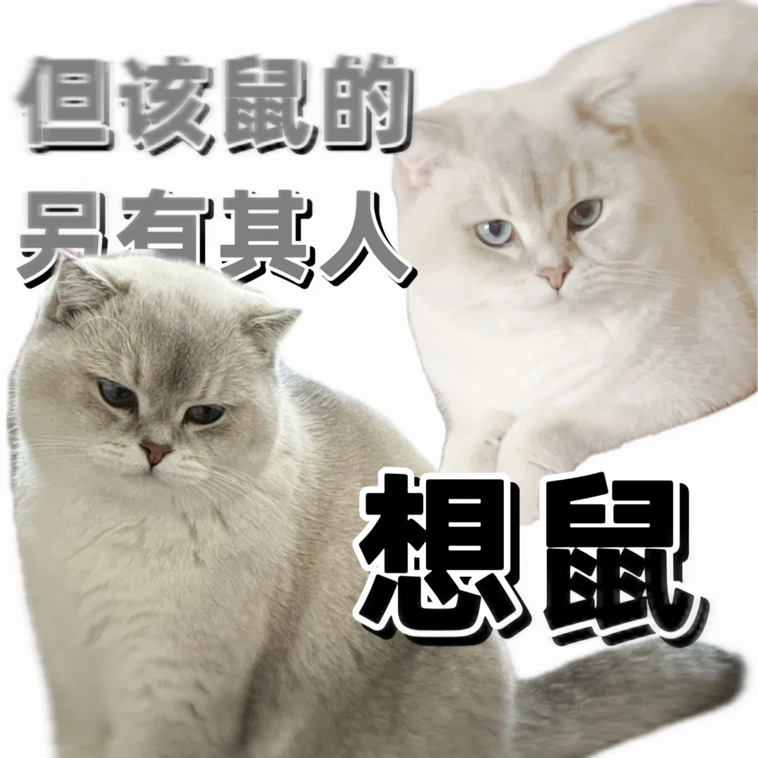 来个人喜欢我的小猫！！！