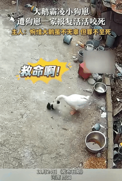 河南一女子办完事回家，发现自家大鹅死了！她以为家里进了贼，结果查看监控后，却傻眼
