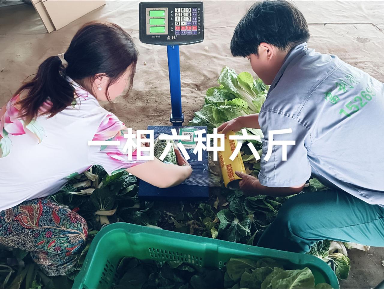 有机蔬菜采摘15269136997连续