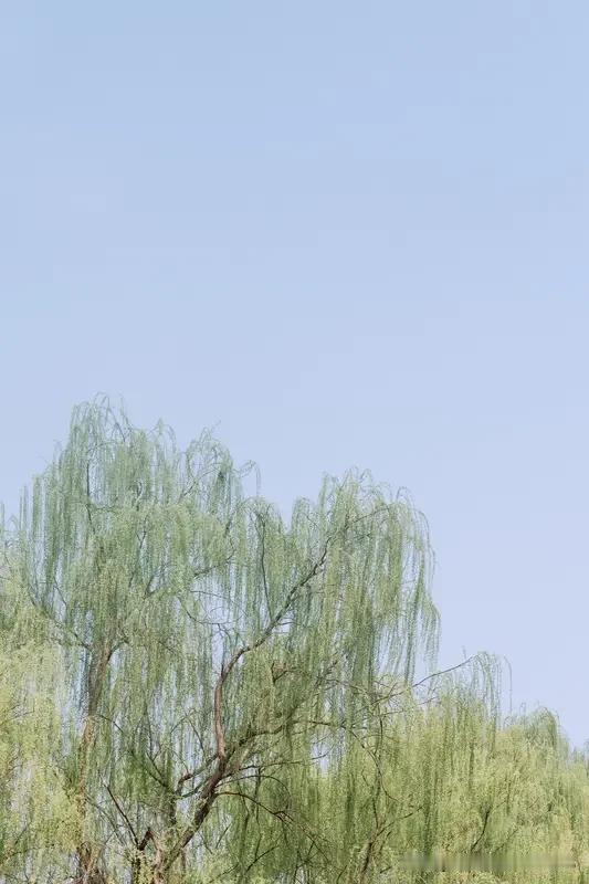 下联:无意插柳柳成荫