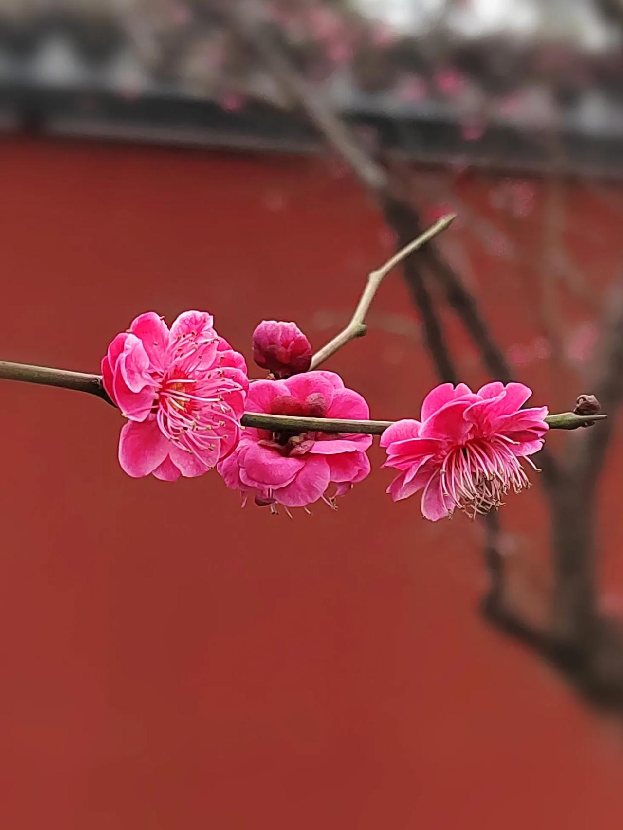 成都浣花溪公园红梅花开正是拍花好时候赏心悦目

红梅花儿开朵朵放光彩
红梅花开寓