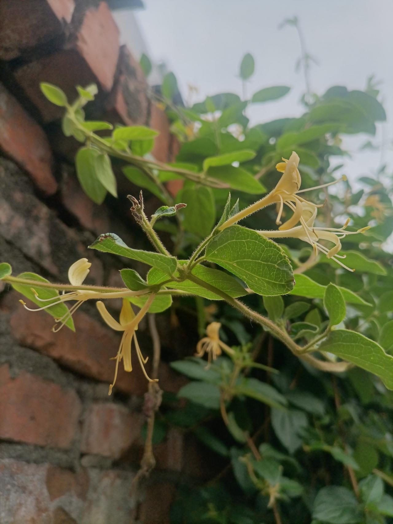 【夏之韵·以花寄情，看清世事，学会自渡】相册里的花花草草
人的通透极少靠旁人提点