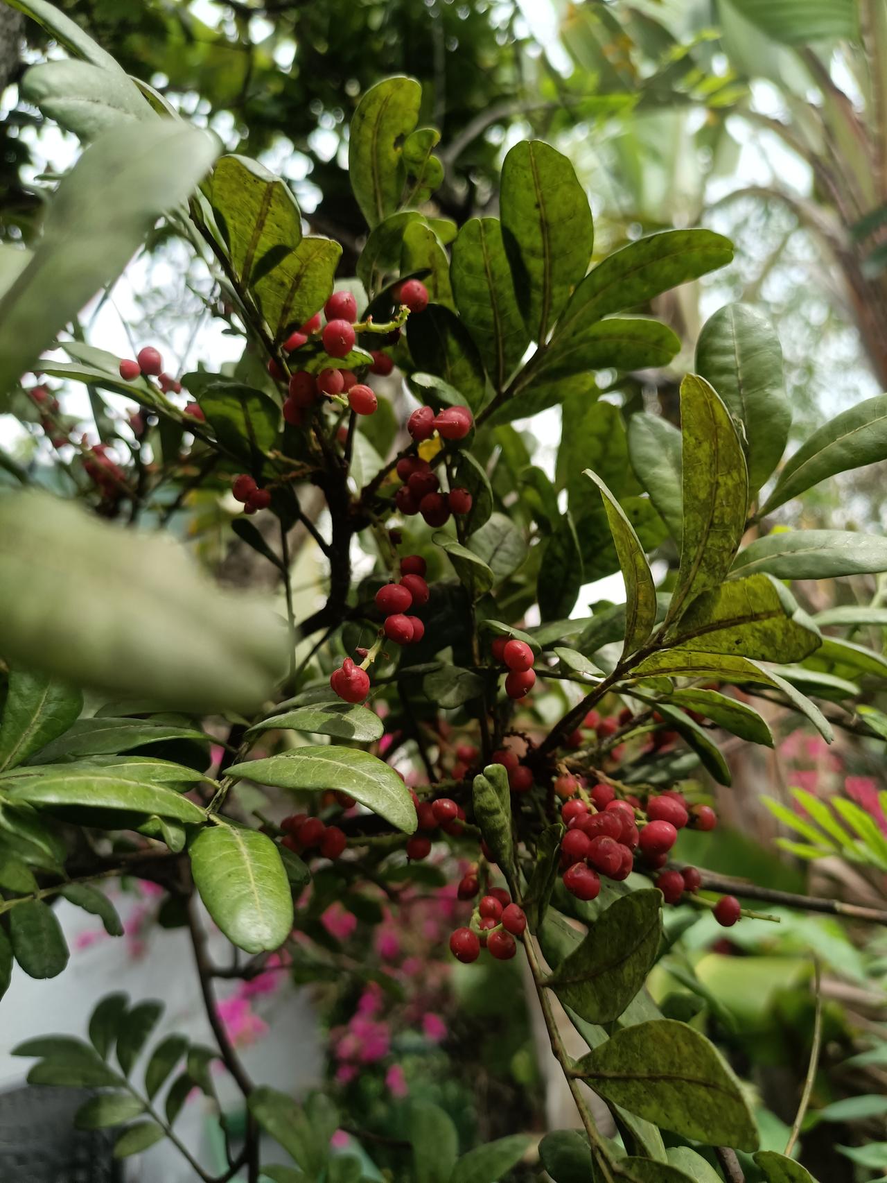分享一下你随手拍的漂亮花朵
