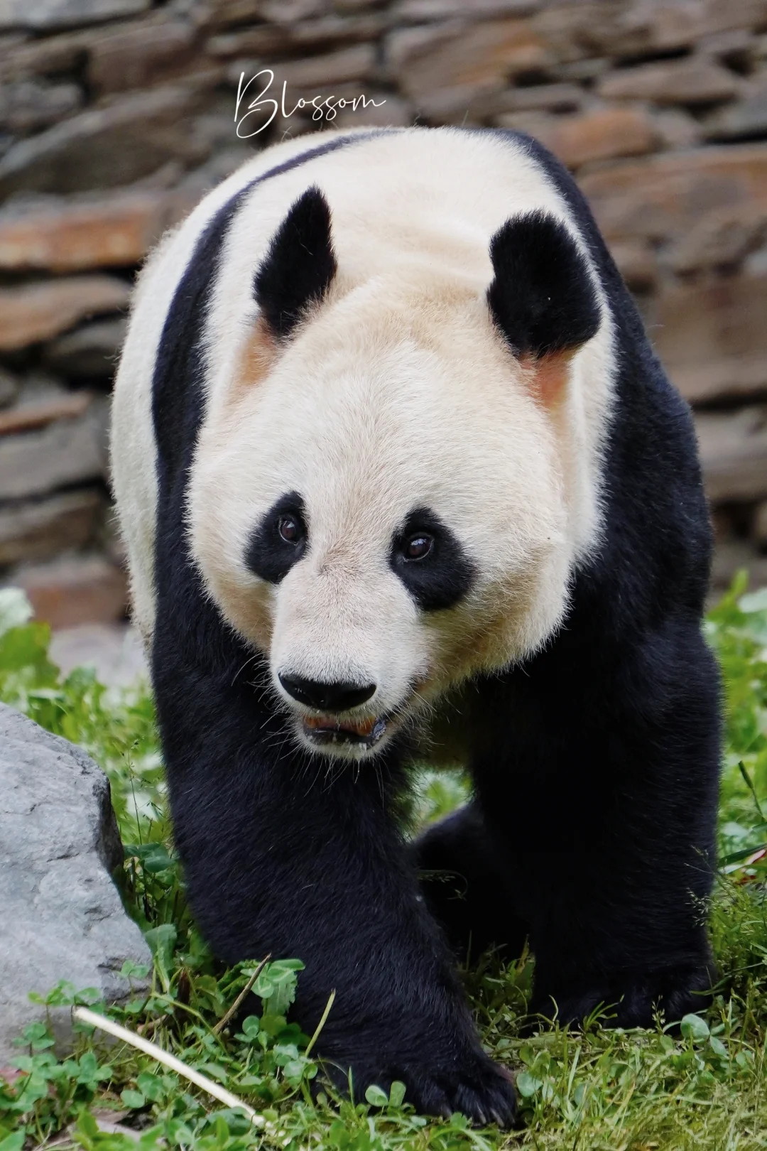 240530草草家的公子华虎，能看出点委屈慈祥