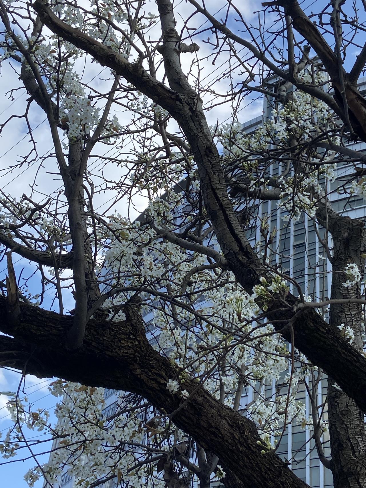 昆明3月的风能把人吹跑，也造成它的空气特别的干燥，脸上一定要擦面霜，手上擦护手霜