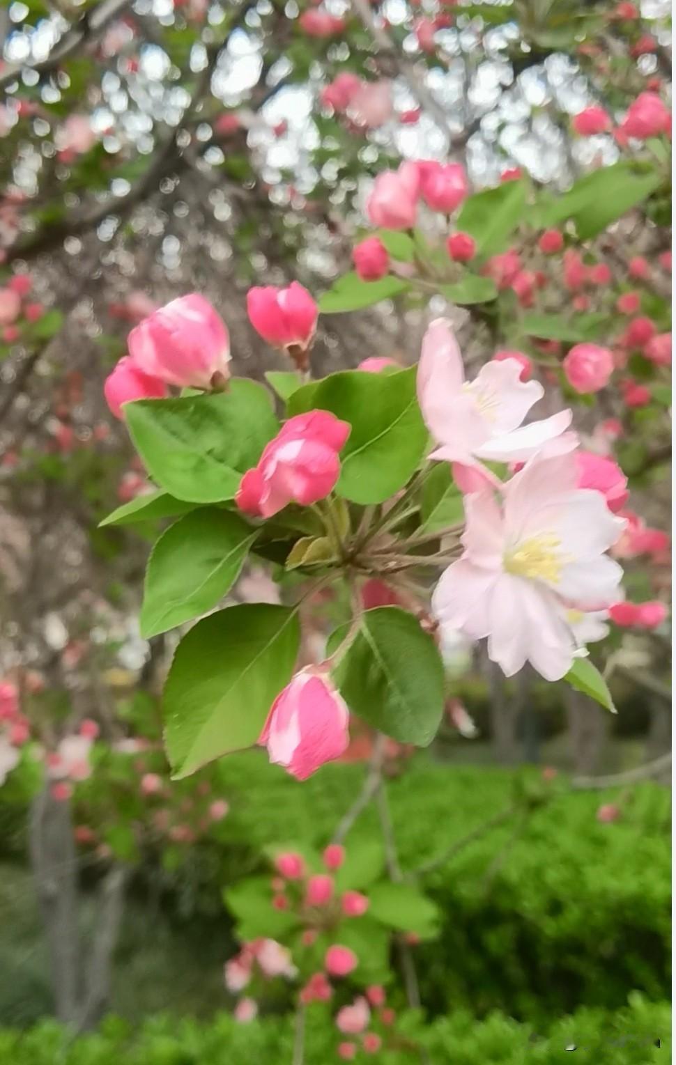 分享一句深情的语句愿春天的阳光给你带来无尽的温暖，愿你的生活如诗如画，美好如春！