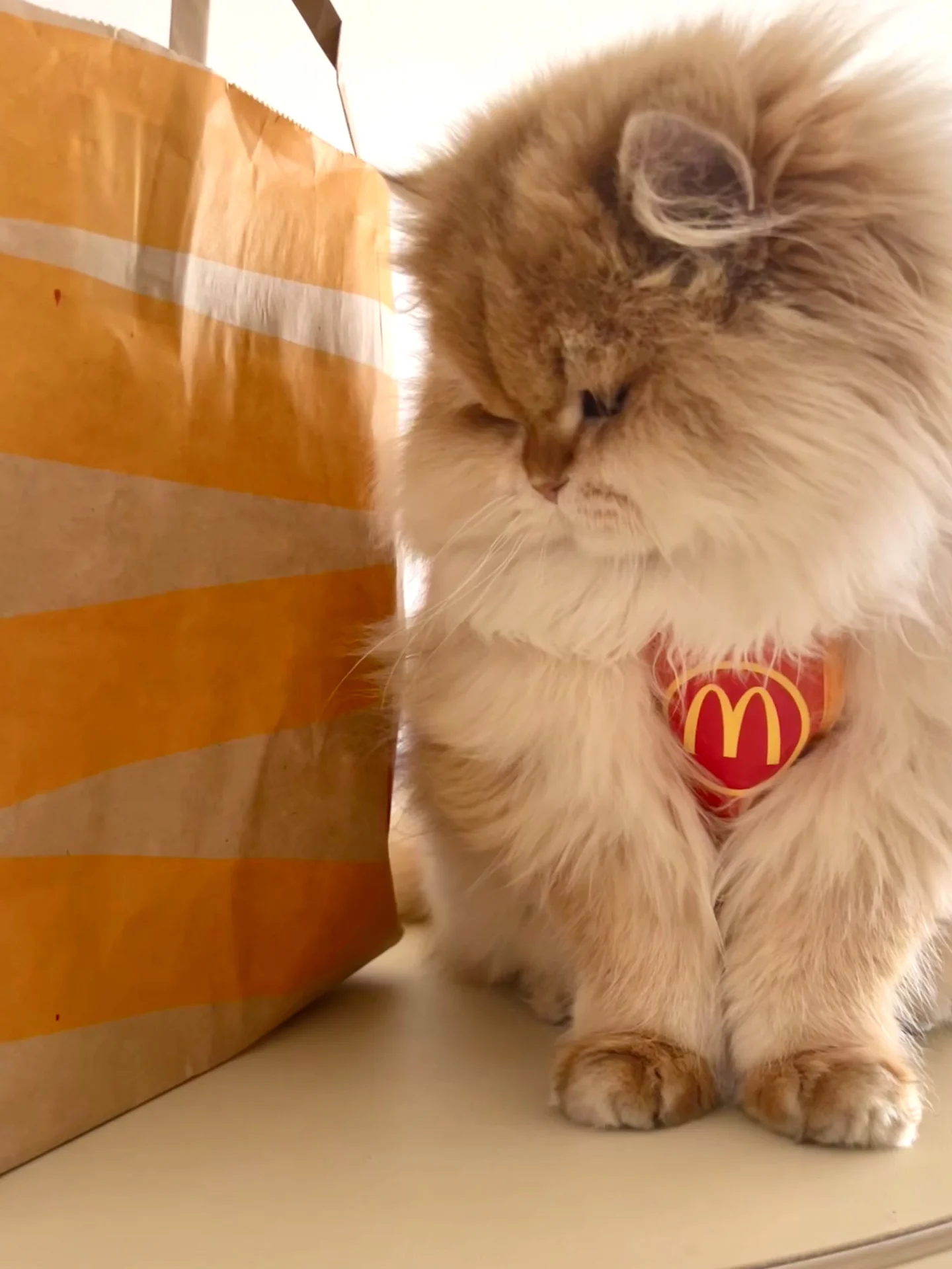 人，咪很生气为您服务