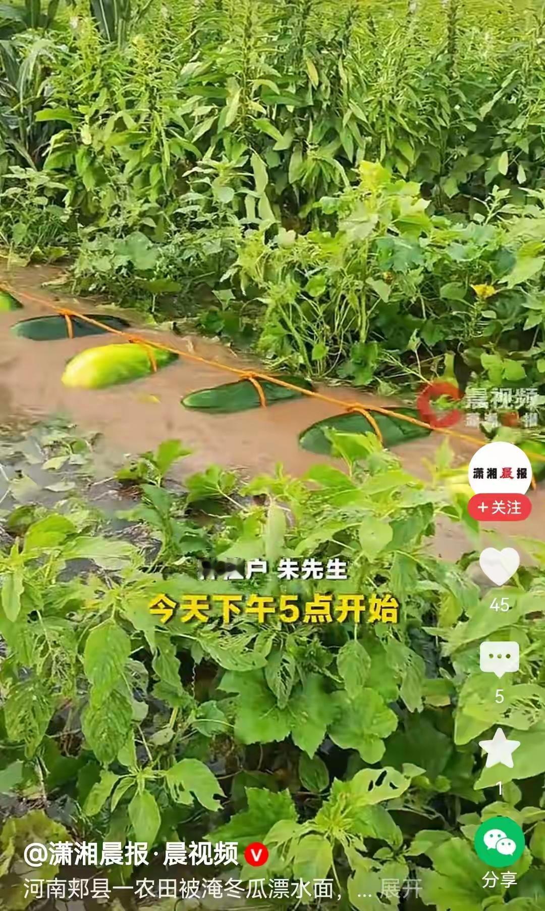 河南郏县，北汝河堤坝溃口，大片农田被淹，积水最深能达到两米，

种植户朱先生田里