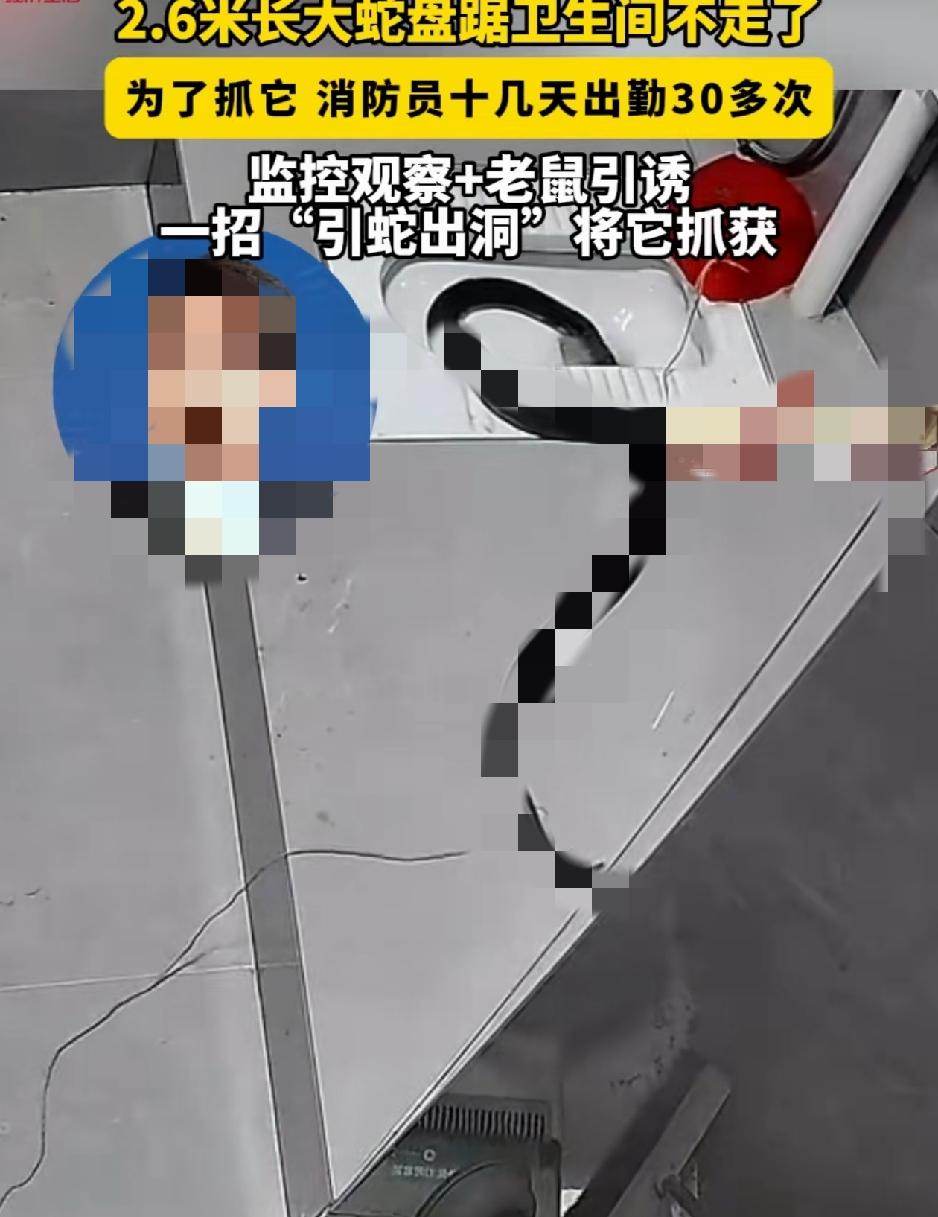 太闹心了。福建晋江，一家商铺厕所内，十几天前店主发现有条大约2.6米长的眼镜蛇，