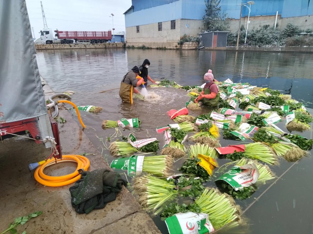 云南通海县是蔬菜种植基地，所产蔬菜除供应全国多个城市外，还远销东南亚等国。当地菜