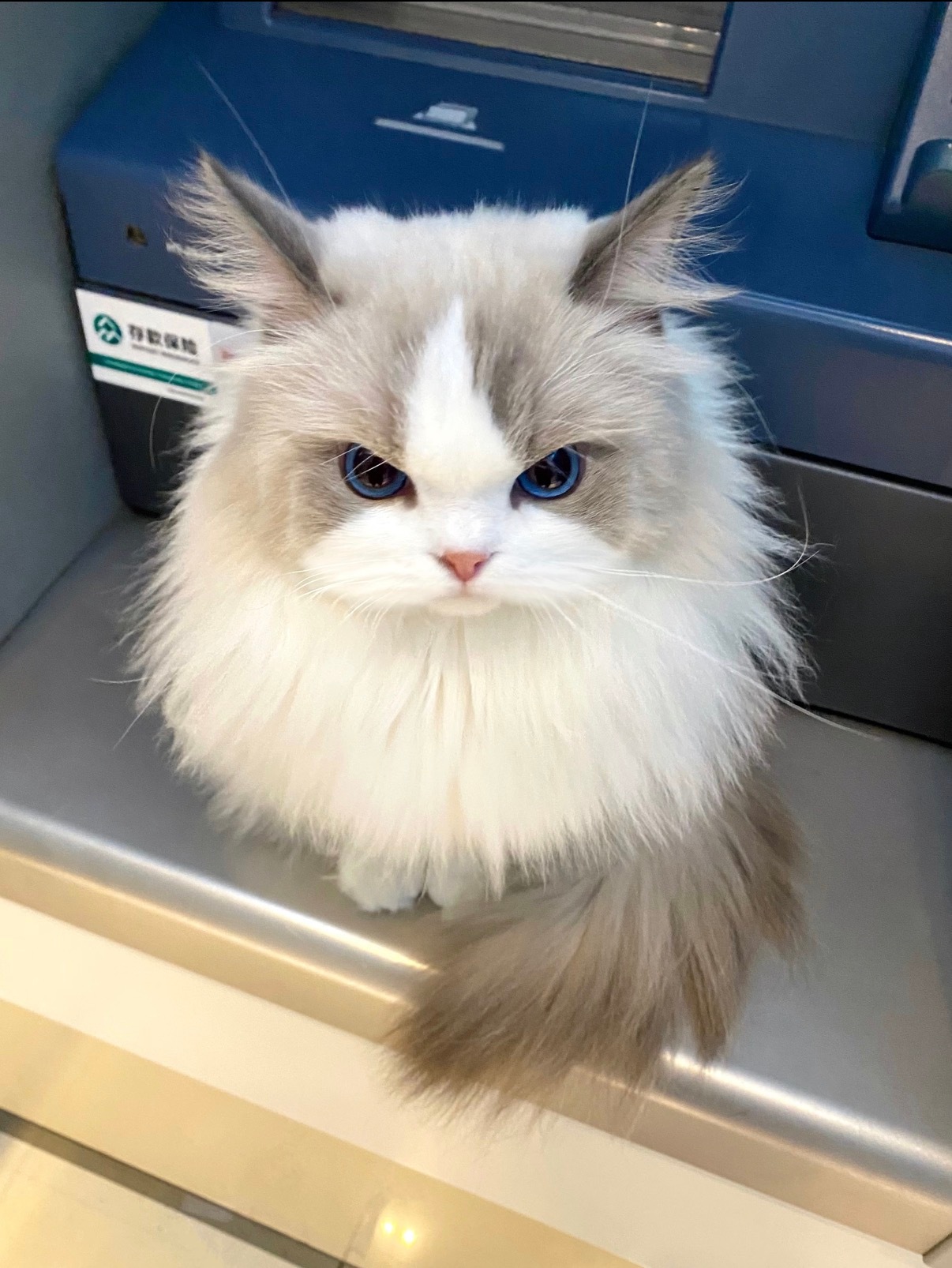 我是欧巴最忠实的布偶猫塑 