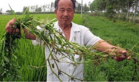 90年前，日本人将一种毒草带到中国，并大面积种植，泛滥成灾后差点导致我国农作物绝