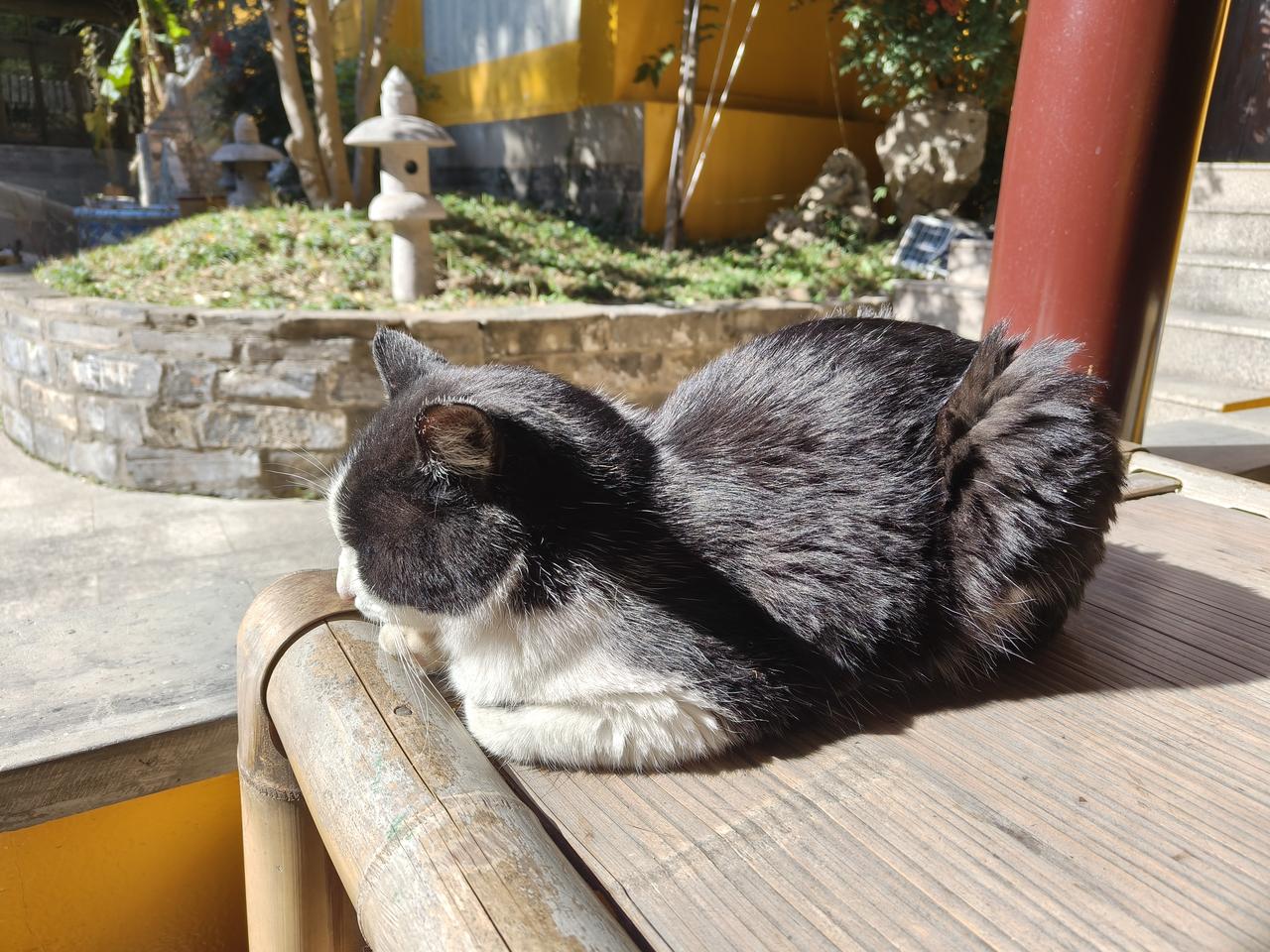 你们见过这么牛的猫咪吗？南京雨花台风景区高坐寺的灵猫，好似有佛祖庇佑，悠然自得地