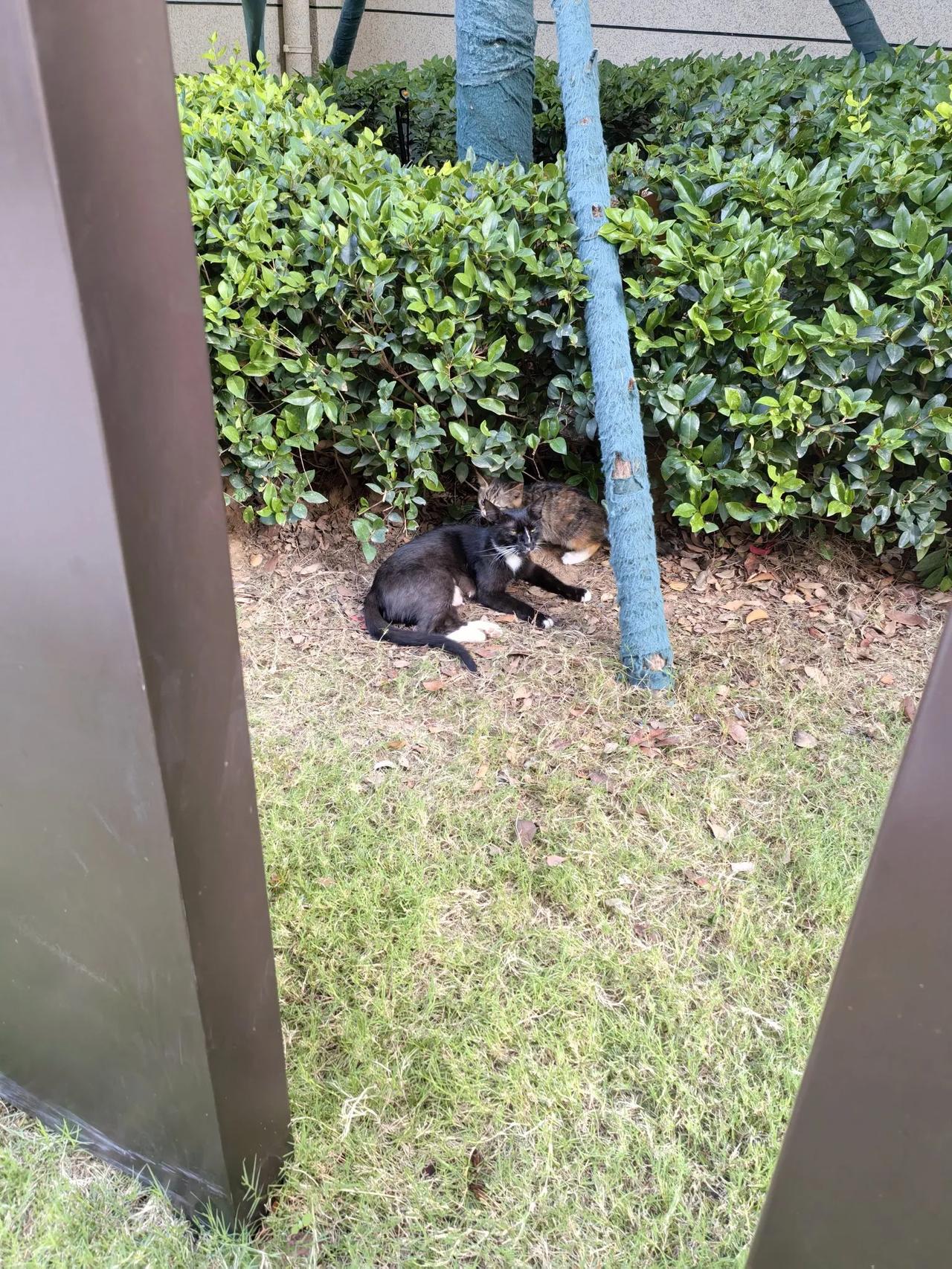 可是你要见到这5只小狸猫可不容易。它们躲到门卫边的草丛里。有爱猫人士在草丛边放了