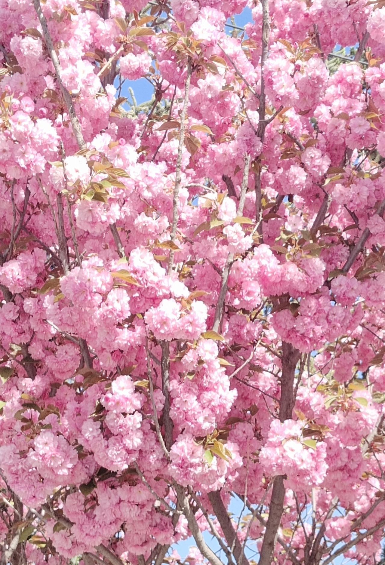 樱花盛开，春意盎然，美不胜收！🌸🌸🌸漫步在樱花树下，微风轻拂，那粉嫩的花瓣