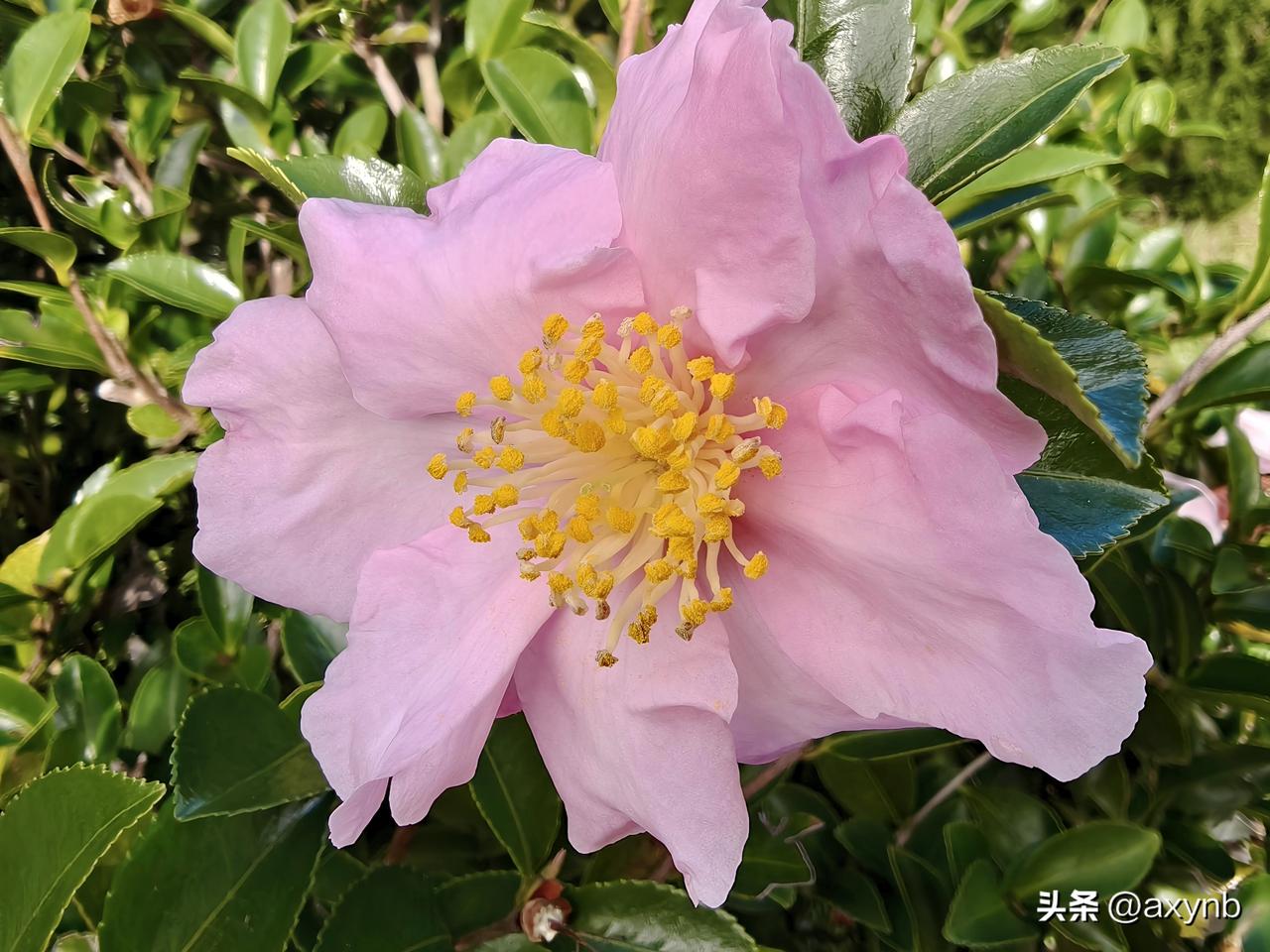 你认为高考成绩与智商有关吗智商对高考成绩有一定影响，能决定学习上限，但并非关键。