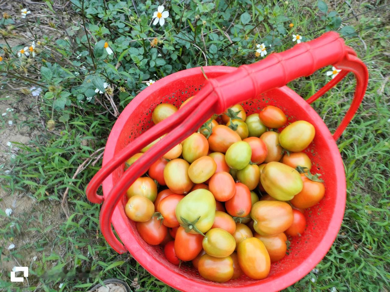 年前种的西红柿，现在长得很好，抽空去摘了一些