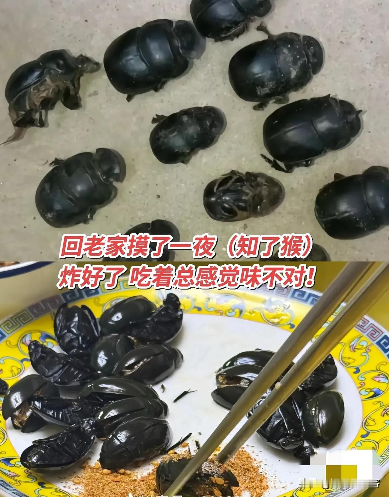 摸金蝉的注意了，
🈶人已经把粪界大佬炸成下酒菜了！

千万别吃错！摸知了猴的老