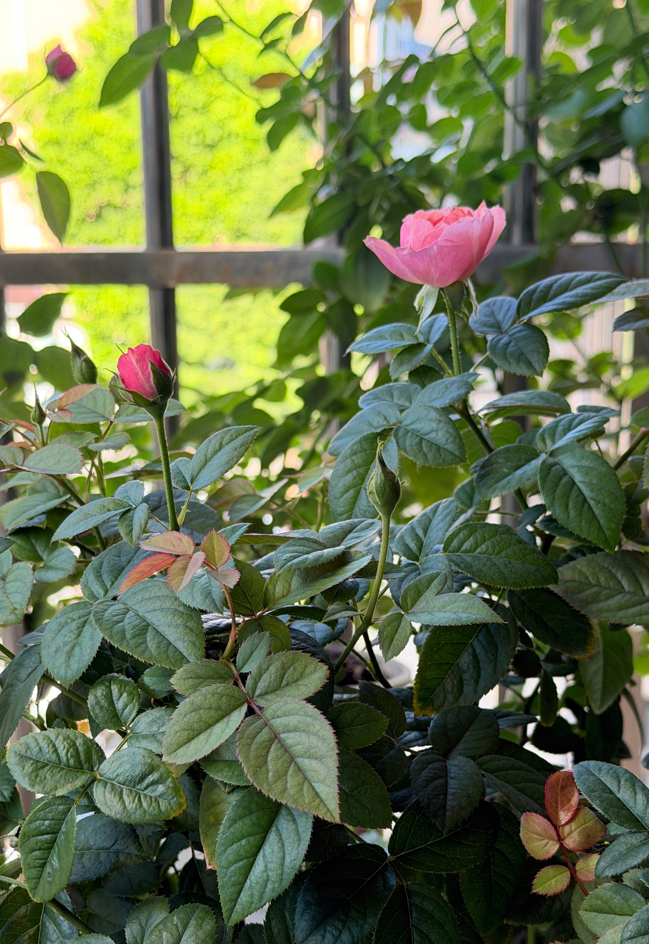 心有所念，温暖清澈Nice🎋Gift🎁 